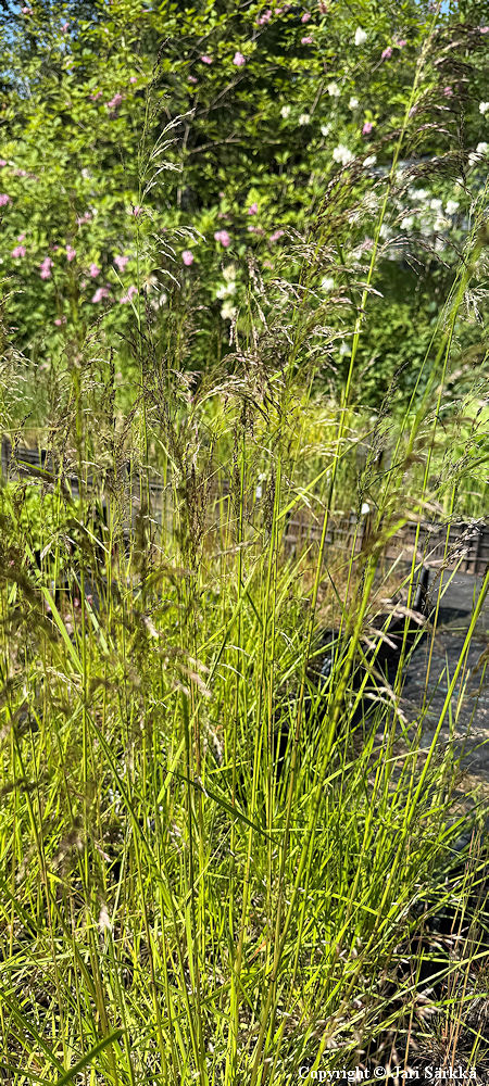 Deschampsia cespitosa 'Goldtau', nurmilauha